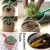 Import 4pcs Mini Plastic Garden Portable Shovel Tools Shovel Rake Spade Garden Plant Tool Set With Wooden Handle Sowing Succulents from China