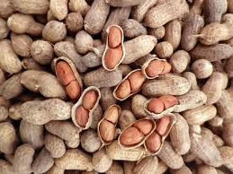 Absolute Quality of Raw Peanuts from India