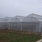 Agriculture multi-span arch plastic film Greenhouse tomato greenhouse and strawberry greenhouse turnkey project