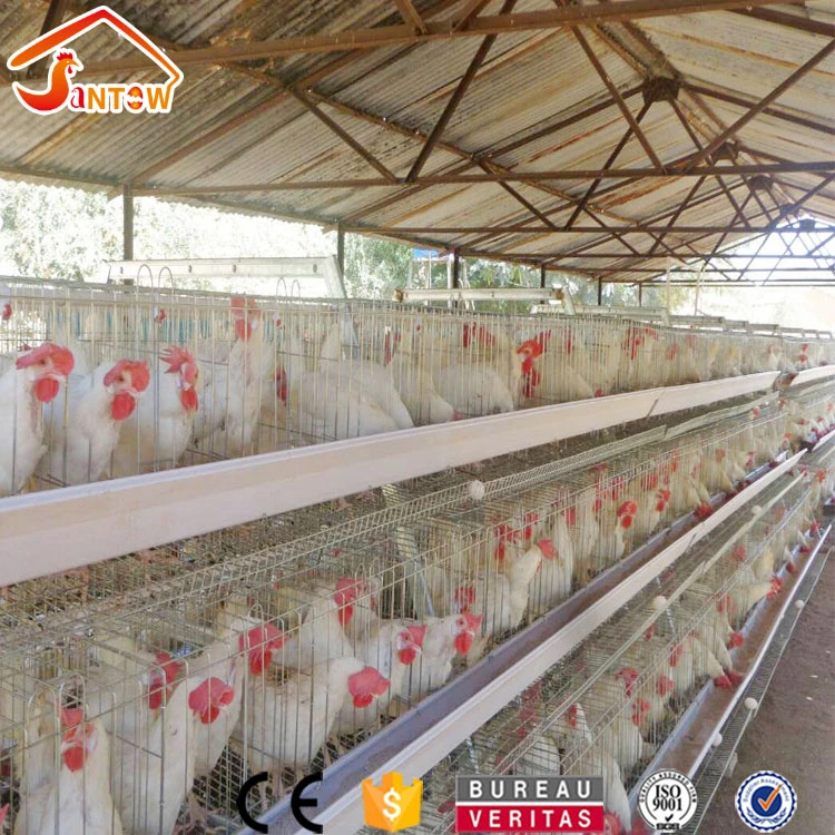 Animal Cages folding design layer chicken cages bird laying hens / cheap price A type poultry battery cage for sale