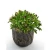 Artificial Small Green Plant Bonsai Trees with Wooden Pot