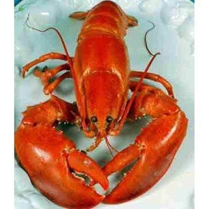 Best Grade Frozen Lobster