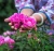 Import Best Price Rose Flower Tea/ Rose Corolla Tea/ Natural Herbal Slimming Tea from China