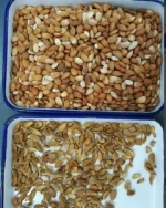 Best Quality 768 Channels 12 Slides Walnut Kernel CCD Optical Colour Sorter