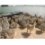 Import Best sales Ostrich Chicks / Fertilized Ostrich eggs / Mature Ostrich Birds For Sale from China
