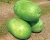 Import Big pearl planting watermelon hybrid seed for sale from China