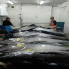 Buy Sea fish best seafood with fresh frozen mackerel fish/ pacific mackerel