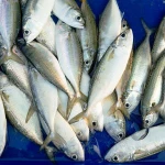 canned mackerel fish in sunflower oil