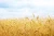 Import Carbohydrates and Protein Rich Wheat Grain from Top Ranked Distributor from Bulgaria