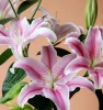 Cheap flower freshness guarantee fresh calla lilies wholesale