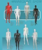 Cheap Plastic Mannequin/Female or Male Mannequin for Sale