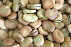 Cheap Price Top Sale Fava Beans/Broad Beans