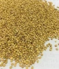Cheap Price Yellow Millet in Shell for Bird Food