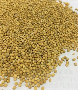 Cheap Price Yellow Millet in Shell for Bird Food