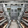 Chicken Cage Poultry Farm Cage A Type Poultry Farming Equipment Layer Chicken Cage System