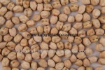 Chickpea with 12mm Size