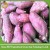 Import China Export Sweet Fresh Potato in mesh bag in carton from China