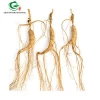 Chinese wild ginseng tea/Herba dried wild ginseng root/raw wild ginseng bulk package GradeB