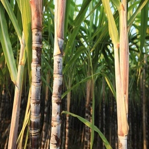 Compound fertilizer npk 10-20-10 for sugarcane