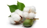 Cotton seed