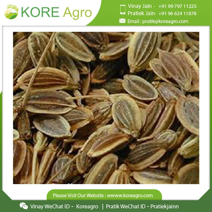 Dill Seeds Indian Natural Spice With Rich Antioxidant Best IN Price Wholesale Manufacturer