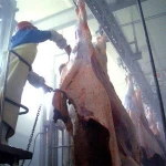 Donkey Slaughter House With Meat Processing Butcher Machine