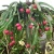 Import Dragon fruit best price high quality, from South Africa