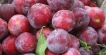 dried plum,fresh plum