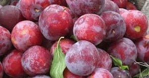 dried plum,fresh plum