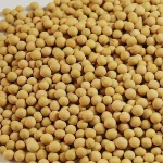 Dried Soybeans / Dried Soybean Seeds / Non-Gmo Soybeans