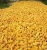 Import Dried Yellow corn from Austria