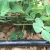 Import Drip watering system micro irrigation drip line irrigation / Farm Irrigation Systems for Agriculture from China