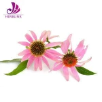 Echinacea P.E. Herb Extraction Processing Plant Echinacea Purpurea Extract in Bulk