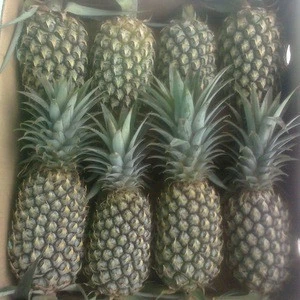 fake fruit pineapple /pineapple fruit fresh/bulk fresh fruit pineapple