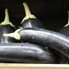 Fresh Aubergine / Terung Panjang / vegetable / Eggplant