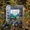 Fresh blueberries-Wholesale - from Mexico - Prometo Produce