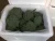 Import Fresh Broccoli cheap price from Egypt