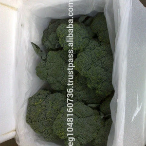 Fresh Broccoli, Grade A, fresh green vegetables