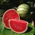 Import Fresh Cantaloupe Melon, Fresh Water Melon for sale from Philippines