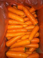 fresh carrot