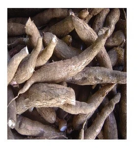 Fresh Cassava / Tapioca / Yucca Roots / Manioc