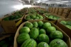 Fresh Fruits Water Melons Quality As export standard