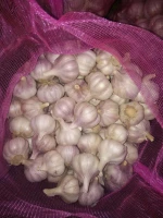 fresh garlic ,