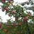 Import Fresh red delicious apple products from China