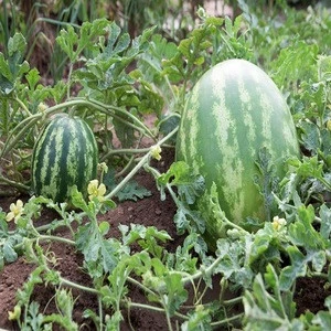 Fresh Water Melons