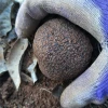 Fresh wild black truffle for sale