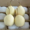 fresh ya pear&new crop&the most lowest price