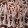 Frozen Chicken Breast (Boneless &amp; Skinless)