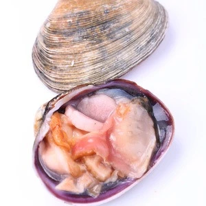 Frozen new products Shellfish purple washington clam