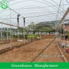 Good Price Greenhouses Growing Vegetable
